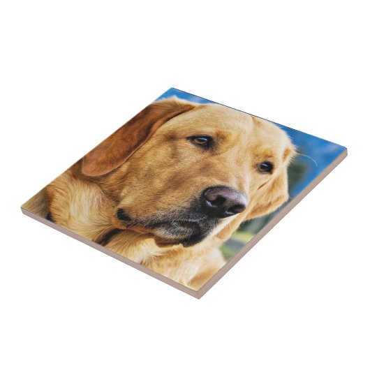 Carreau Labrador retriever d'or (Côté)