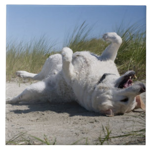 Carreau Labrador retriever jaune