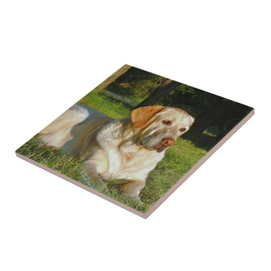 Carreau Labrador retriever jaune (Côté)