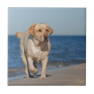 Carreau Labrador retriever jaune sur la plage