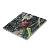 Carreau Lady Bug (Côté)