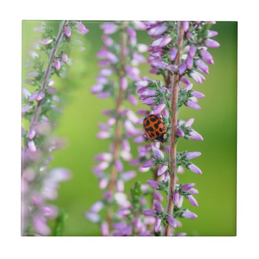 Carreau Ladybird sur les fleurs violettes (Devant)