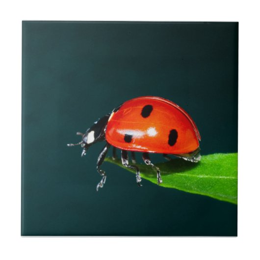 Carreau Ladybug (Devant)