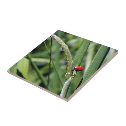 Carreau Ladybug (Coccinellidae) (Côté)