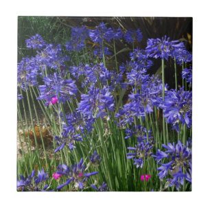 Carreau L'Agapanthus bleu fleurit la tuile