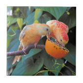 Carreau L'amour est le partage : Perruches Turquoisines Ja (Devant)