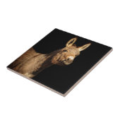 Carreau L'âne (Côté)