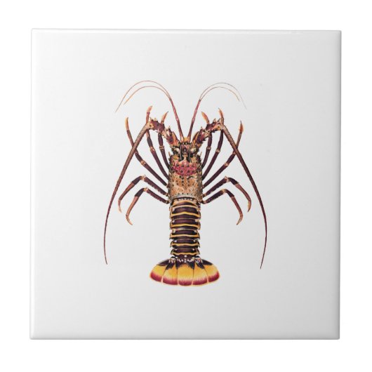 Carreau Langouste (de l'Asie et du Pacifique) (Devant)