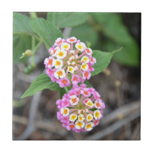 Carreau Lantana espagnol Camara de drapeau