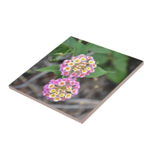 Carreau Lantana espagnol Camara de drapeau (Côté)