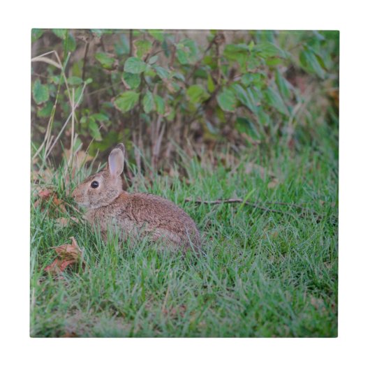 Carreau Lapin (Devant)
