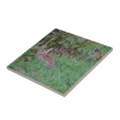 Carreau Lapin (Côté)