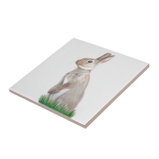 Carreau Lapin (Côté)