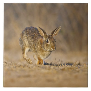 Carreau lapin à queue blanche de l'Est sautant