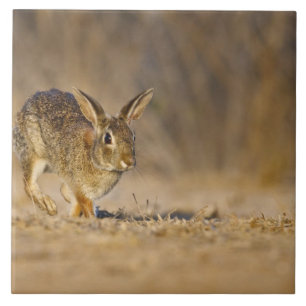 Carreau lapin à queue blanche sautant