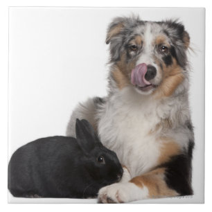 Carreau Lapin (de 1 an) se trouvant à côté d'un Australien