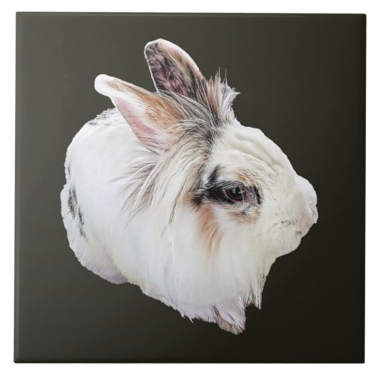 Carreau Lapin Lionhead tricolore (Devant)