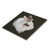 Carreau Lapin Lionhead tricolore (Côté)
