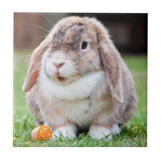 Carreau Lapin mignon à la lop dans l'herbe avec carotte (Devant)