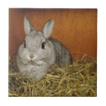 Carreau Lapin nain de Netherland<br><div class="desc">Un lapin gris nain très mignon de Netherland.</div>