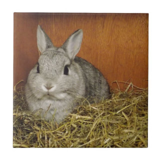 Carreau Lapin nain de Netherland