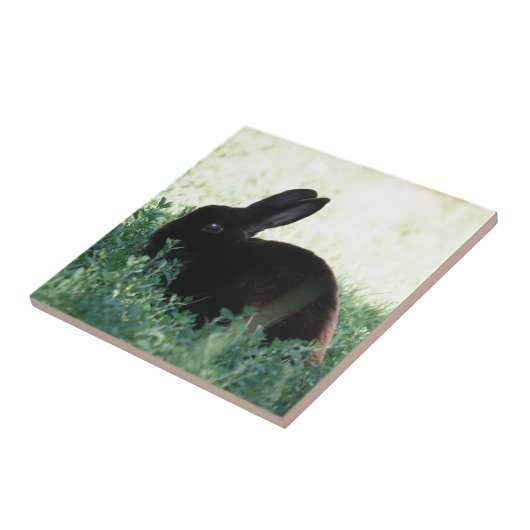 Carreau Lapin noir de Lil (Côté)