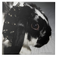 Lapin noir et blanc avec le collier clouté