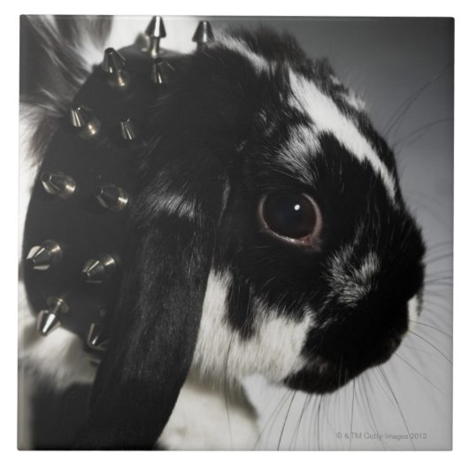 Carreau Lapin noir et blanc avec le collier clouté (Devant)
