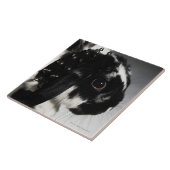 Carreau Lapin noir et blanc avec le collier clouté (Côté)