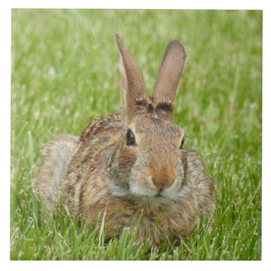 Carreau Lapin sauvage dans l'herbe (Devant)