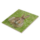 Carreau Lapin sauvage dans l'herbe (Côté)
