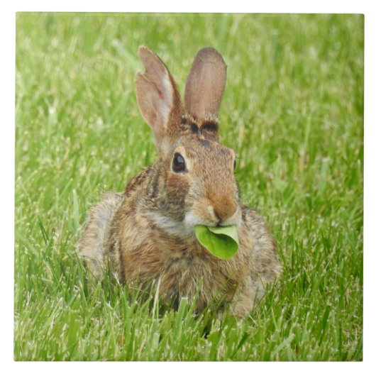 Carreau Lapin sauvage mangeant (Devant)