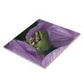 Carreau L'arbre-grenouille du blanc (Côté)