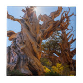 Carreau L'arbre sentinelle (Devant)