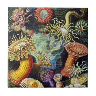 Carreau L'art de la nature par Ernst Haeckel