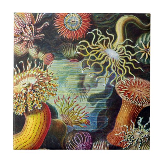 Carreau L'Art de la nature par Ernst Haeckel Carrelage en  (Devant)