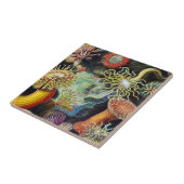 Carreau L'Art de la nature par Ernst Haeckel Carrelage en  (Côté)