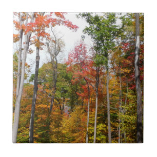 Carreau L'automne dans la forêt Photographie d'automne col