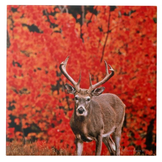 Carreau L'autre nom commun : Cerfs communs de Virginie. (Devant)