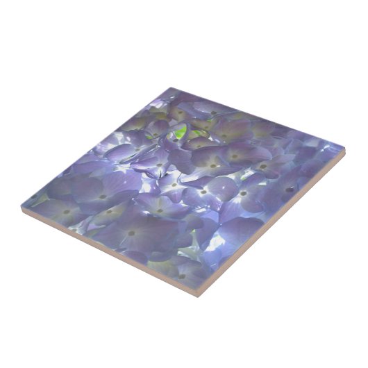 Carreau Lavender Hydrangeas (Côté)