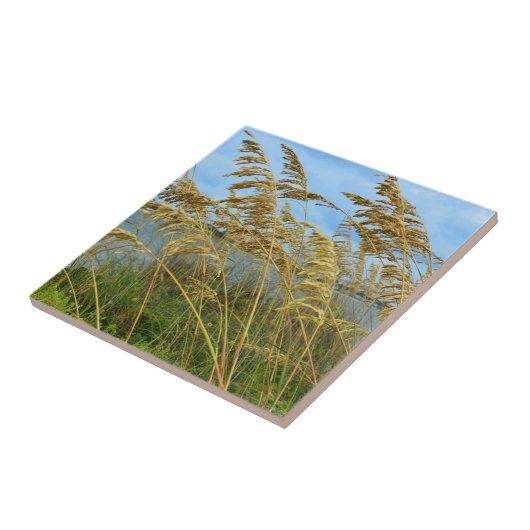 Carreau L'avoine marine (Côté)