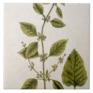 Carreau Le baume, plaquent 27 "d'un de fines herbes