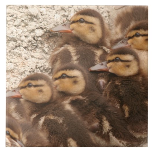 Carreau Le bébé penche la tuile de faune d'oiseaux de (Devant)