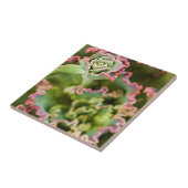 Carreau Le bourgeon d'un Plante d'Echeveria (Côté)