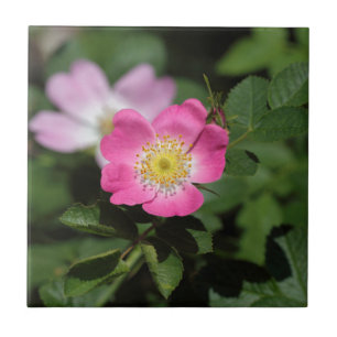 Carreau Le Briar doux s'est levé (le rubiginosa de Rosa)