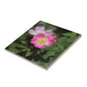 Carreau Le Briar doux s'est levé (le rubiginosa de Rosa) (Côté)