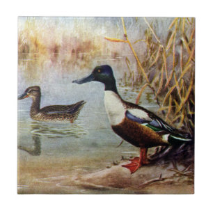 Carreau Le canard souchet penche l'illustration vintage