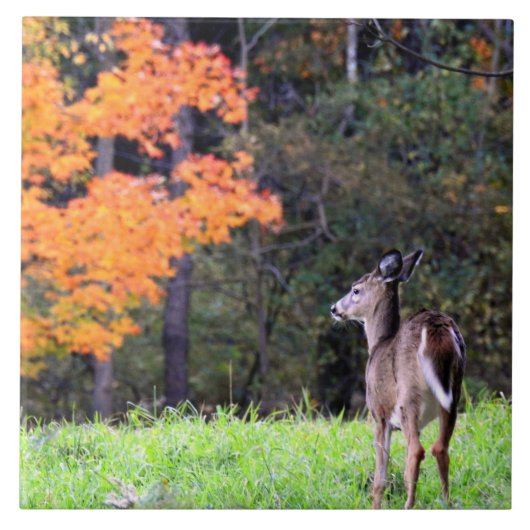 Carreau Le cerf dans un champ d'automne II (Devant)