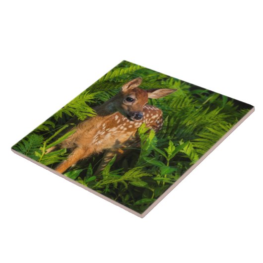 Carreau Le cerf de Virginie | Minnesota (Côté)