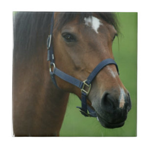 Carreau Le cheval Arabe décrit la tuile